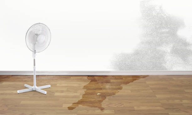 Best Professional water damage repair  in Lucas, TX